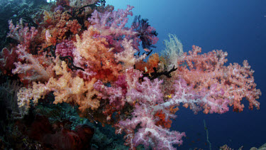 Spectacular outcrop of soft corals