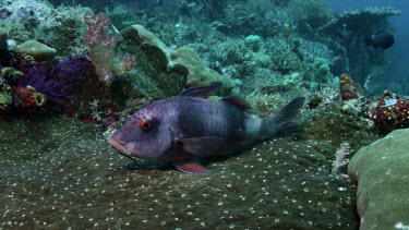 Goatfish rests on coral