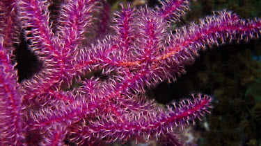 Close up of gorgonian coral polyps