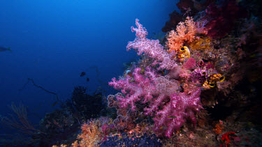 Beautiful shot of a Soft Coral