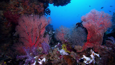 Reef Seascape with red gorgonians