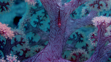 Common Ghostgoby on soft coral (Pleurosicya mossambica)