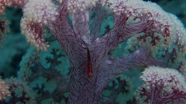 Common Ghostgoby on soft coral (Pleurosicya mossambica)