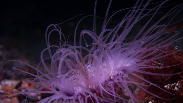 Tube anemone feeds on plankton at night