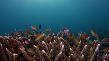 Anthias over stanghorn coral