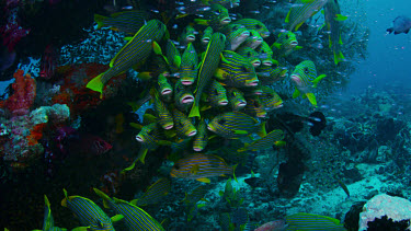 School of Ribbon Sweetlips (Plectorhinchus polytaenia) next to bommie