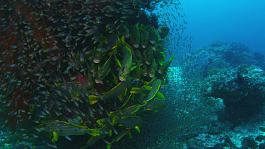 School of Ribbon Sweetlips (Plectorhinchus polytaenia) next to bommie