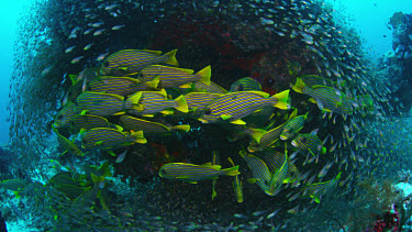 School of Ribbon Sweetlips (Plectorhinchus polytaenia) next to bommie