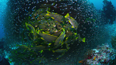 School of Ribbon Sweetlips (Plectorhinchus polytaenia) next to bommie