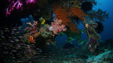 Sweepers and soft coral at base of bommie