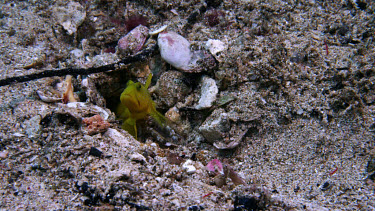 Yellow-colored shrimpgoby