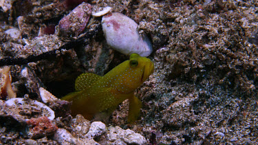 Yellow-colored shrimpgoby