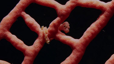 Pygmy Seahorse (Hippocampus denise)