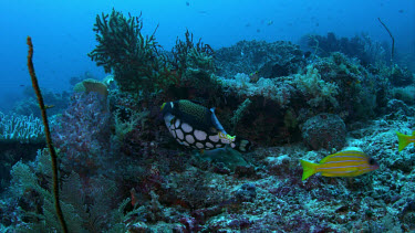 Clown triggerfish (Balistoides conspicillum)