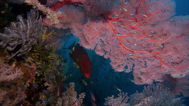 Beautiful reefscape with Coral Grouper under red sea fan