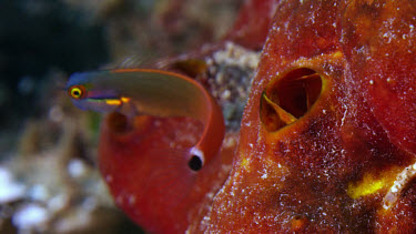 Comb Blennies feeding (Ecsenius stigmatura)