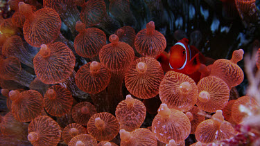 Spinecheek anemonefish (Premnas biaculeatus) over bright orange anemones