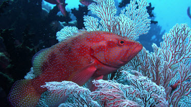 Coral Grouper (Cephalopholis miniata)