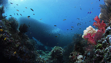 Spectacular school of sardines undulate over reef