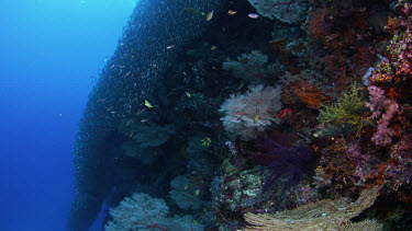 Spectacular school of sardines undulate over reef