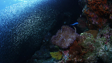 Spectacular school of sardines undulate over reef