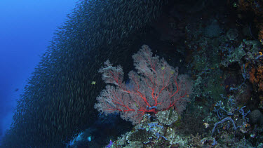 Spectacular school of sardines undulate over reef