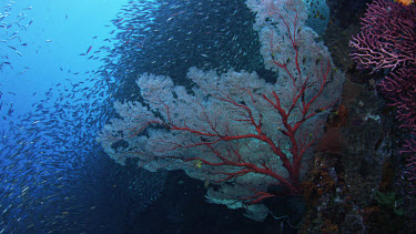 Spectacular school of sardines undulate over reef