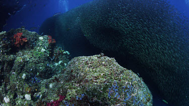 Spectacular school of sardines undulate over reef