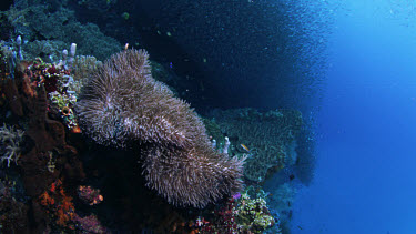 Spectacular school of sardines undulate over reef