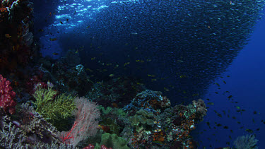 Spectacular school of sardines undulate over reef