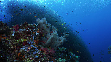 Spectacular school of sardines undulate over reef