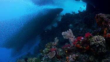 Spectacular school of sardines undulate over reef