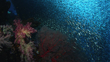 Lock down shot of school of sardines undulate over reef