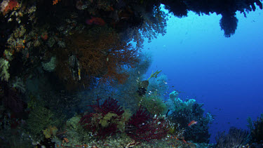 Reef seascape within colorful overhang