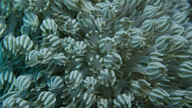Octocoral coral polyps