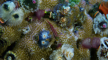 Goby among Spiral gill worms on coral