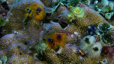Goby among Spiral gill worms on coral