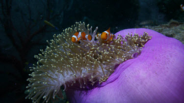 Purple Anemone wirh False Clown Anemonefish (Amphiprion ocellaris)