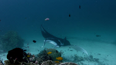 Manta Rays swim over cleaning stations
