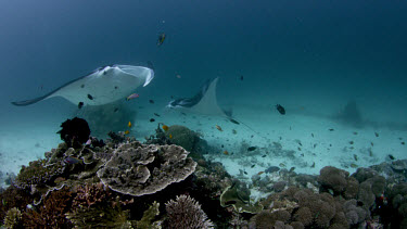 Manta Rays swim over cleaning stations