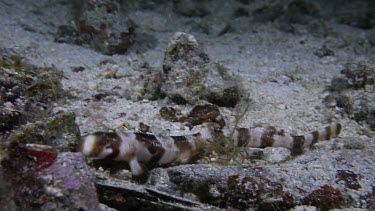 Brown-Banded Bamboo Shark Juvenile (Chiloscyllium punctatum)