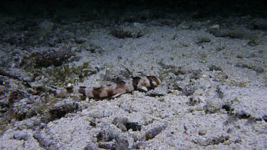 Brown-Banded Bamboo Shark Juvenile (Chiloscyllium punctatum)