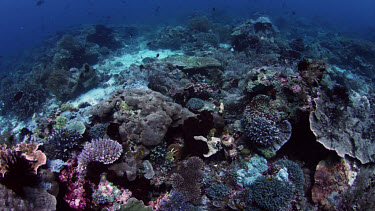 Backward track over coral reef