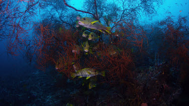 Ribbon Sweetlips (Plectorhinchus polytaenia) in Black Coral