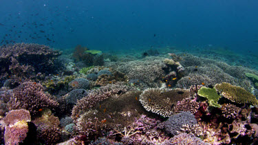 Track over beautiful hard corals