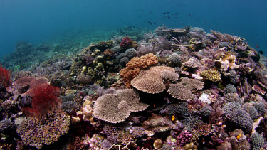 Track over beautiful hard corals