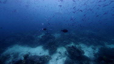 Manta Rays pass over coral reef