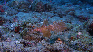 Roughsnout Ghost Pipefish (Sclenosstomus paegnius)