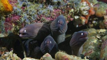 Group of White-eyed Moray Eels (Siderea thyrsoidea)