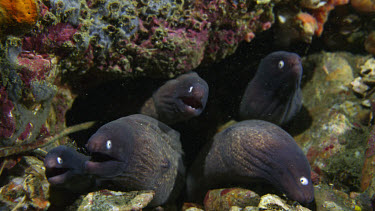 Group of White-eyed Moray Eels (Siderea thyrsoidea)